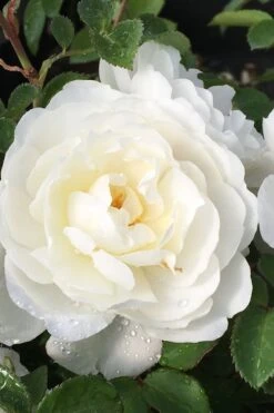 Cloud 10 Climbing Rose - 3 Gallon Pot -FRUIT TREES & PLANTS Shop Rose Cloud 10 1