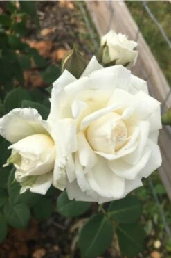 Cloud 10 Climbing Rose - 3 Gallon Pot -FRUIT TREES & PLANTS Shop Rose Cloud 10 10