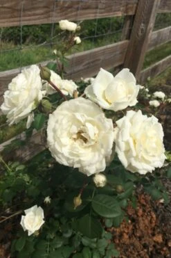 Cloud 10 Climbing Rose - 3 Gallon Pot -FRUIT TREES & PLANTS Shop Rose Cloud 10 11