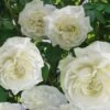 Cloud 10 Climbing Rose - 3 Gallon Pot -FRUIT TREES & PLANTS Shop Rose Cloud 10 2