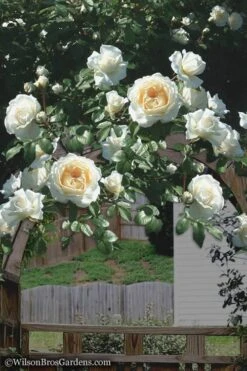 Cloud 10 Climbing Rose - 3 Gallon Pot -FRUIT TREES & PLANTS Shop Rose Cloud 10 4