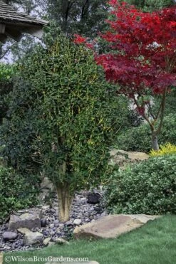 Apricot Echo Tea Olive - Osmanthus Fragrans Aurantiacus - 1 Gallon Pot -FRUIT TREES & PLANTS Shop Tea Olive Apricot Echo 12