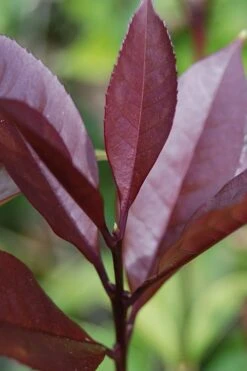 Apricot Echo Tea Olive - Osmanthus Fragrans Aurantiacus - 1 Gallon Pot -FRUIT TREES & PLANTS Shop Tea Olive Apricot Echo 4