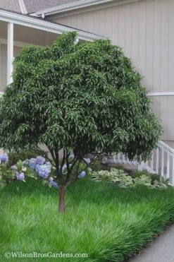 Fudingzhu Fragrant White Tea Olive (Osmanthus Fragrans) - 6 Pack Of 1 Gallon Pots -FRUIT TREES & PLANTS Shop Tea Olive Fudingzhu 6