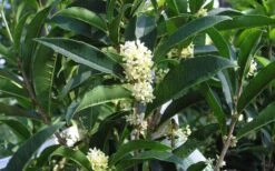 Fudingzhu Fragrant White Tea Olive (Osmanthus Fragrans) - 6 Pack Of 1 Gallon Pots -FRUIT TREES & PLANTS Shop Tea Olive Fudingzhu 7