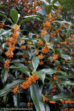 Fragrant Orange Tea Olive - Osmanthus Fragrans Aurantiacus - 1 Gallon Pot 14 Fragrant Orange Tea Olive - Osmanthus Fragrans Aurantiacus - 1 Gallon Pot -FRUIT TREES & PLANTS Shop Tea Olive Orange 102