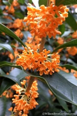 Fragrant Orange Tea Olive - Osmanthus Fragrans Aurantiacus - 1 Gallon Pot 13 Fragrant Orange Tea Olive - Osmanthus Fragrans Aurantiacus - 1 Gallon Pot -FRUIT TREES & PLANTS Shop Tea Olive Orange 104