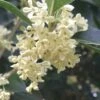Fragrant White Tea Olive - 7 Gallon Pot (4-5') -FRUIT TREES & PLANTS Shop Tea Olive White Flowers Osmanthus Fragrans 500x750 2