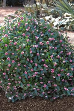 Zuiko Nishiki Winter Daphne Odora - 2 Gallon Pot -FRUIT TREES & PLANTS Shop Winter Daphne Zuiko Nishiki 3