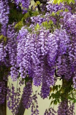 Fragrant Royal Purple Wisteria Vine - 5 Gallon Pot -FRUIT TREES & PLANTS Shop Wisteria Royal Purple 1
