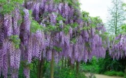 Fragrant Royal Purple Wisteria Vine - 5 Gallon Pot -FRUIT TREES & PLANTS Shop Wisteria Royal Purple 4