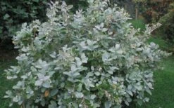 Woodlanders Blue Dusty Zenobia (Honeycup) - 1 Gallon Pot 17 Woodlanders Blue Dusty Zenobia (Honeycup) - 1 Gallon Pot -FRUIT TREES & PLANTS Shop Zenobia Woodlanders Blue 20