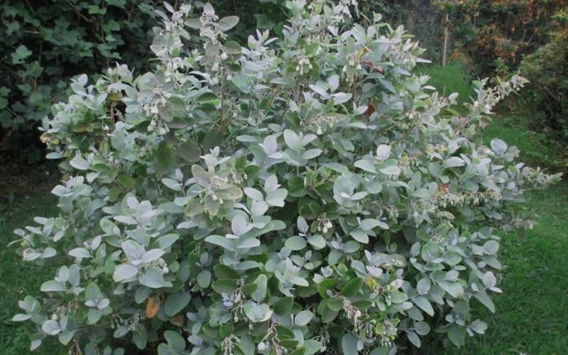 Woodlanders Blue Dusty Zenobia (Honeycup) - 1 Gallon Pot 10 Woodlanders Blue Dusty Zenobia (Honeycup) - 1 Gallon Pot - Image 8