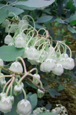 Woodlanders Blue Dusty Zenobia (Honeycup) - 3 Gallon Pot -FRUIT TREES & PLANTS Shop Zenobia Woodlanders Blue 7 1