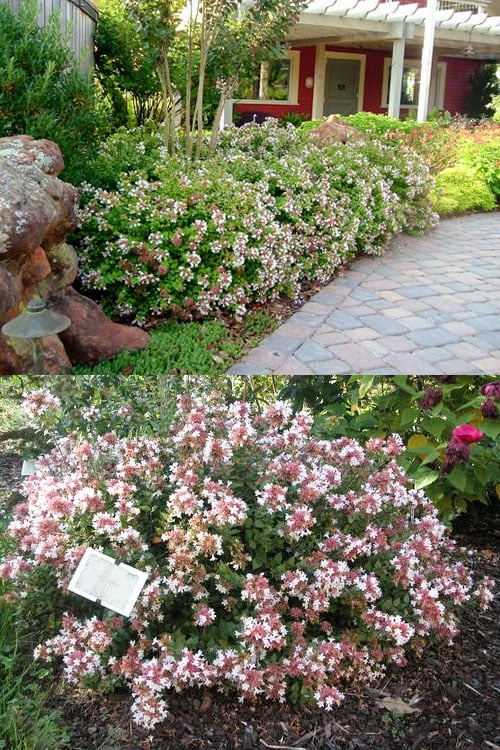 Little Richard Dwarf Abelia - 3 Gallon Pot 6 Little Richard Dwarf Abelia - 3 Gallon Pot - Image 4