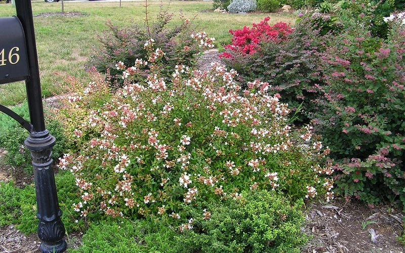 Little Richard Dwarf Abelia - 3 Gallon Pot 11 Little Richard Dwarf Abelia - 3 Gallon Pot - Image 9