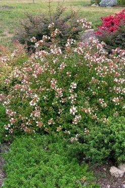 Little Richard Dwarf Abelia - 3 Gallon Pot 21 Little Richard Dwarf Abelia - 3 Gallon Pot -FRUIT TREES & PLANTS Shop abelia grandiflora little richard 3