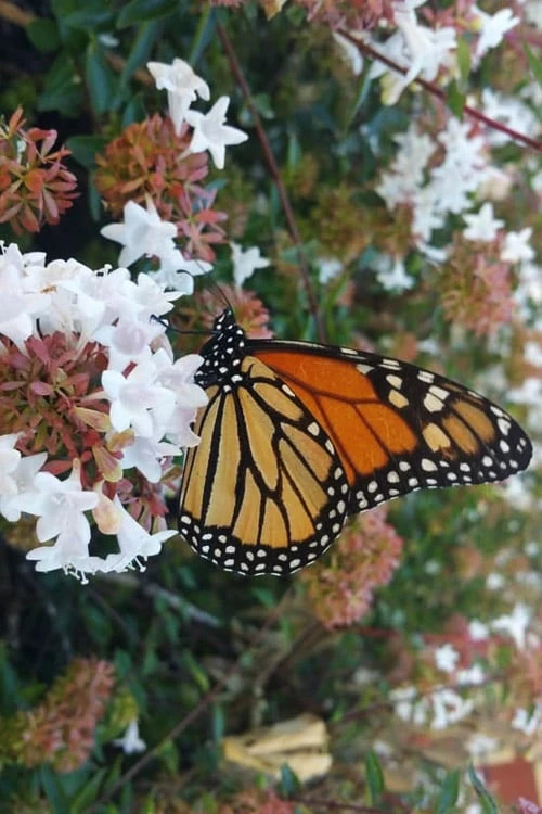 Little Richard Dwarf Abelia - 3 Gallon Pot 3 Little Richard Dwarf Abelia - 3 Gallon Pot
