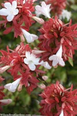 Little Richard Dwarf Abelia - 3 Gallon Pot 16 Little Richard Dwarf Abelia - 3 Gallon Pot -FRUIT TREES & PLANTS Shop abelia grandiflora little richard 6