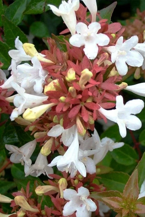 Little Richard Dwarf Abelia - 3 Gallon Pot 9 Little Richard Dwarf Abelia - 3 Gallon Pot - Image 7