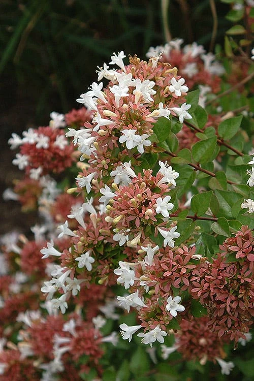 Little Richard Dwarf Abelia - 3 Gallon Pot 8 Little Richard Dwarf Abelia - 3 Gallon Pot - Image 6