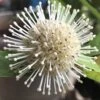 Adina Rubella Buttonbush - 3 Gallon Pot -FRUIT TREES & PLANTS Shop adina rubella chinese buttonbush 1