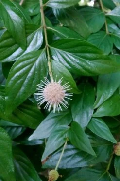Adina Rubella Buttonbush - 3 Gallon Pot -FRUIT TREES & PLANTS Shop adina rubella chinese buttonbush 2