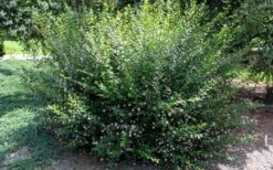 Adina Rubella Buttonbush - 3 Gallon Pot -FRUIT TREES & PLANTS Shop adina rubella chinese buttonbush 3