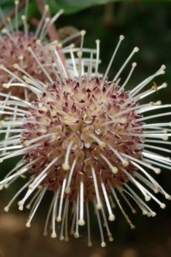 Adina Rubella Buttonbush - 3 Gallon Pot -FRUIT TREES & PLANTS Shop adina rubella chinese buttonbush 4