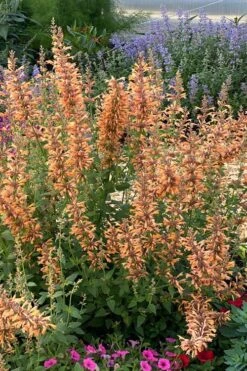 Mango Tango Agastache (Hummingbird Mint) - 5 Pack Of Quart Pots -FRUIT TREES & PLANTS Shop agastache mango tango hummingbird mint anise hyssop 4