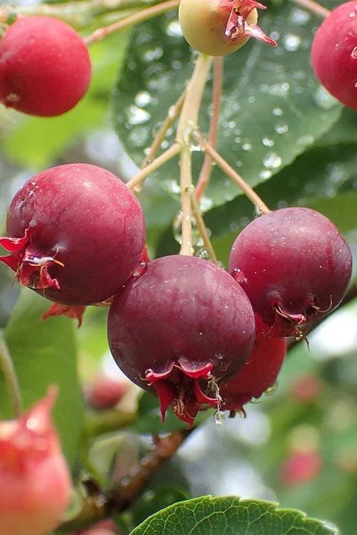 Shadblow Serviceberry Tree (Amelanchier Canadensis) - 1 Gallon Pot 3 Shadblow Serviceberry Tree (Amelanchier Canadensis) - 1 Gallon Pot