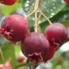 Shadblow Serviceberry Tree (Amelanchier Canadensis) - 5 Gallon Pot -FRUIT TREES & PLANTS Shop amelanchier arborea shadblow serviceberry berries 2