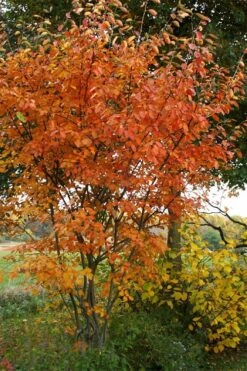 Shadblow Serviceberry Tree (Amelanchier Canadensis) - 1 Gallon Pot 15 Shadblow Serviceberry Tree (Amelanchier Canadensis) - 1 Gallon Pot -FRUIT TREES & PLANTS Shop amelanchier arborea shadblow serviceberry fall foliage 1