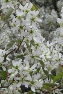 Shadblow Serviceberry Tree (Amelanchier Canadensis) - 1 Gallon Pot 16 Shadblow Serviceberry Tree (Amelanchier Canadensis) - 1 Gallon Pot -FRUIT TREES & PLANTS Shop amelanchier arborea shadblow serviceberry flowers 4 1