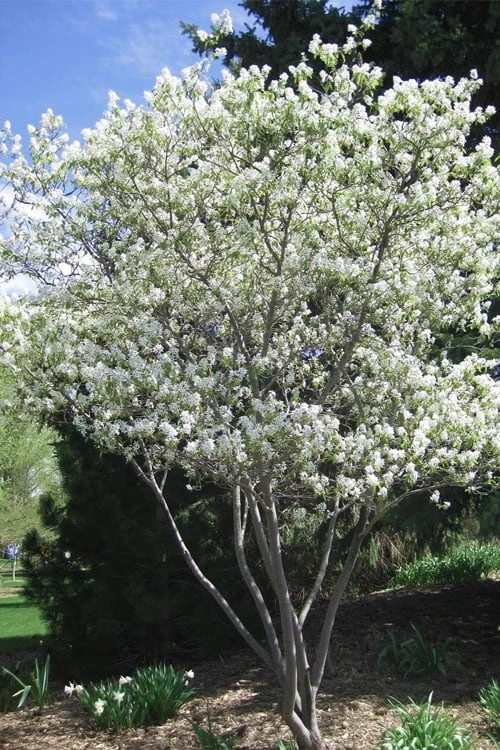 Shadblow Serviceberry Tree (Amelanchier Canadensis) - 1 Gallon Pot 6 Shadblow Serviceberry Tree (Amelanchier Canadensis) - 1 Gallon Pot - Image 4