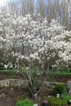 Shadblow Serviceberry Tree (Amelanchier Canadensis) - 1 Gallon Pot 19 Shadblow Serviceberry Tree (Amelanchier Canadensis) - 1 Gallon Pot -FRUIT TREES & PLANTS Shop amelanchier arborea shadblow serviceberry tree 3 1