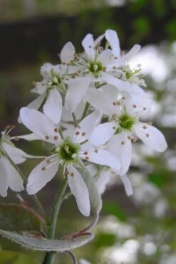 Autumn Brilliance Serviceberry Tree - 1 Gallon Pot 15 Autumn Brilliance Serviceberry Tree - 1 Gallon Pot -FRUIT TREES & PLANTS Shop amelanchier grandiflora autumn brilliance serviceberry 1 1
