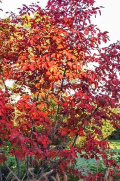 Autumn Brilliance Serviceberry Tree - 1 Gallon Pot 19 Autumn Brilliance Serviceberry Tree - 1 Gallon Pot -FRUIT TREES & PLANTS Shop amelanchier grandiflora autumn brilliance serviceberry 3 1