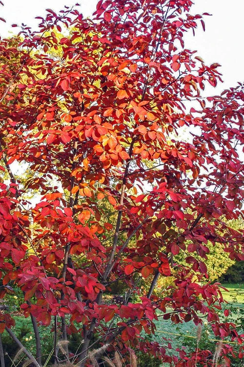 Autumn Brilliance Serviceberry Tree - 1 Gallon Pot 11 Autumn Brilliance Serviceberry Tree - 1 Gallon Pot - Image 9