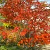Autumn Brilliance Serviceberry Tree - 1 Gallon Pot -FRUIT TREES & PLANTS Shop amelanchier grandiflora autumn brilliance serviceberry 4 1