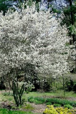 Autumn Brilliance Serviceberry Tree - 1 Gallon Pot 18 Autumn Brilliance Serviceberry Tree - 1 Gallon Pot -FRUIT TREES & PLANTS Shop amelanchier grandiflora autumn brilliance serviceberry 5 1