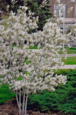 Autumn Brilliance Serviceberry Tree - 7 Gallon Pot (4-5') -FRUIT TREES & PLANTS Shop amelanchier grandiflora autumn brilliance serviceberry 6