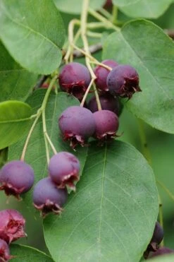 Autumn Brilliance Serviceberry Tree - 1 Gallon Pot 14 Autumn Brilliance Serviceberry Tree - 1 Gallon Pot -FRUIT TREES & PLANTS Shop amelanchier grandiflora autumn brilliance serviceberry 8 1