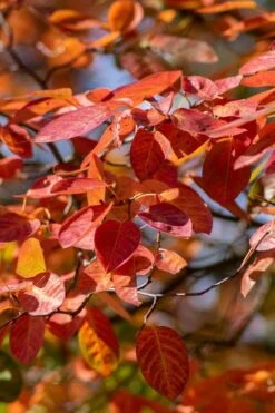 Autumn Brilliance Serviceberry Tree - 1 Gallon Pot 17 Autumn Brilliance Serviceberry Tree - 1 Gallon Pot -FRUIT TREES & PLANTS Shop amelanchier grandiflora autumn brilliance serviceberry 9 1