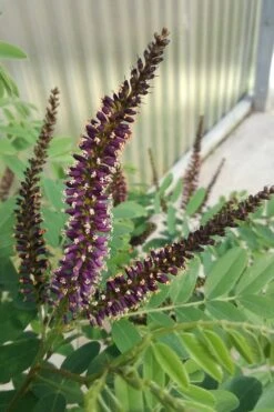 Indigo Bush (Amorpha Fruticosa) - 3 Gallon Pot -FRUIT TREES & PLANTS Shop amorpha fruticosa indigo bush 10