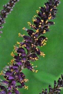 Indigo Bush (Amorpha Fruticosa) - 3 Gallon Pot -FRUIT TREES & PLANTS Shop amorpha fruticosa indigo bush 11