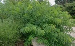 Indigo Bush (Amorpha Fruticosa) - 3 Gallon Pot -FRUIT TREES & PLANTS Shop amorpha fruticosa indigo bush 14