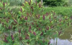 Indigo Bush (Amorpha Fruticosa) - 3 Gallon Pot -FRUIT TREES & PLANTS Shop amorpha fruticosa indigo bush 15