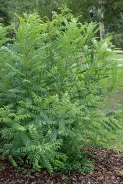 Indigo Bush (Amorpha Fruticosa) - 3 Gallon Pot -FRUIT TREES & PLANTS Shop amorpha fruticosa indigo bush 19