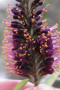 Indigo Bush (Amorpha Fruticosa) - 3 Gallon Pot -FRUIT TREES & PLANTS Shop amorpha fruticosa indigo bush 2